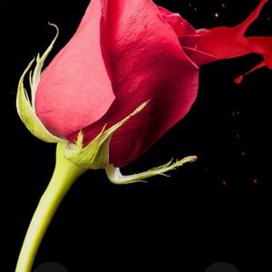 Meet your Posher, Hilda